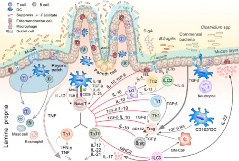 Abb. 1.4: Immunologische Homöostase im GI-Trakt. Aus Sun et al. (156) 