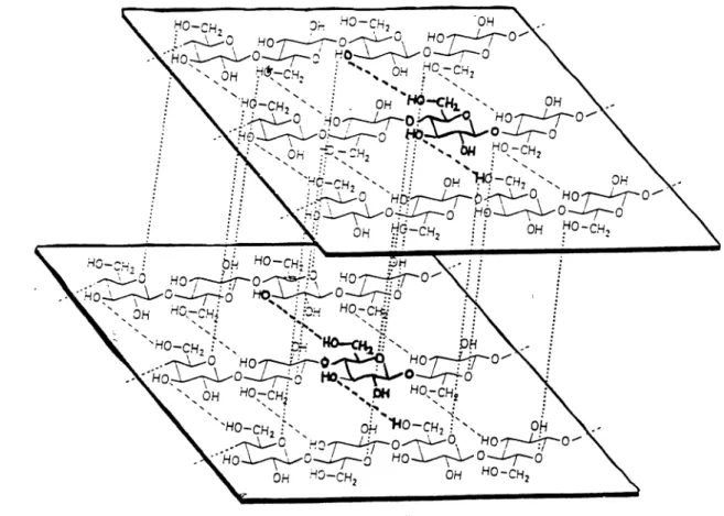 Abb. 4: Aufbau der Cellulosefibrillen