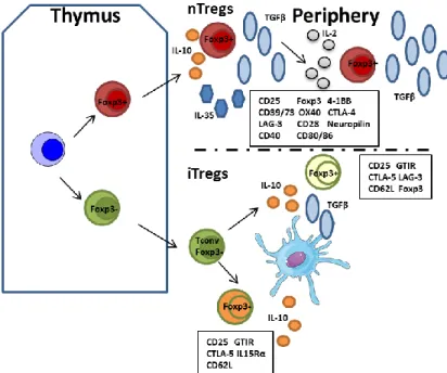 Figure 1.3. Development of nTregs and iTregs. Adapted from [66]. nTregs (top) differentiate from naïve  conventional T cells to Foxp3+ Tregs in the thymus