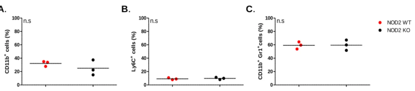 Figure 5.5. Impact of NOD2 expression on myeloid blood cells of WT and NOD2 -/-  mice
