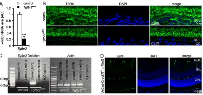 Figure 29. Deletion of TβRII in late-induced Tgfbr2 Δeye , Tgfbr2 ΔRPE  and Tgfbr2 ΔEC  mice