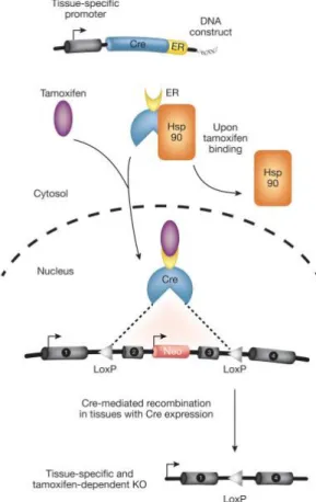 Figure 2: Tamoxifen-inducible Cre–loxP system.  The Cre recombinase is fused to a modified estrogen  receptor  (ER)  and  controlled  by  a  specific  promoter