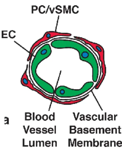 Figure  3:  Composition  of  capillaries.    Endothelial  cells  (EC,  green)  form  the  inner  wall  of  capillaries,  surrounded by the basement membrane in which pericytes (PC, red) or,vascular smooth muscle cells are  embedded