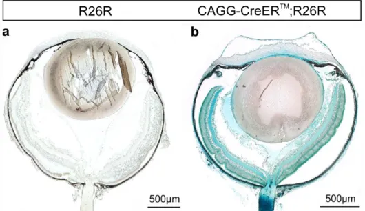 Figure 7. Localization and activation of Cre recombinase in the eye following tamoxifen containing  eye  drops