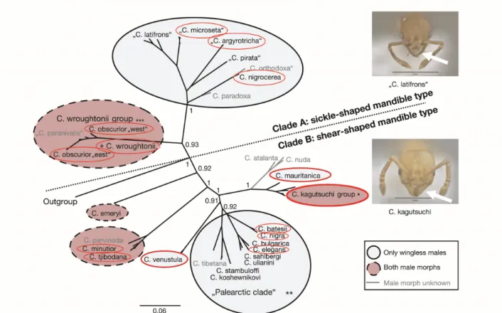 Fig. 1: Phylogenetic tree of the ant genus Cardiocondyla (modified after Oettler et al
