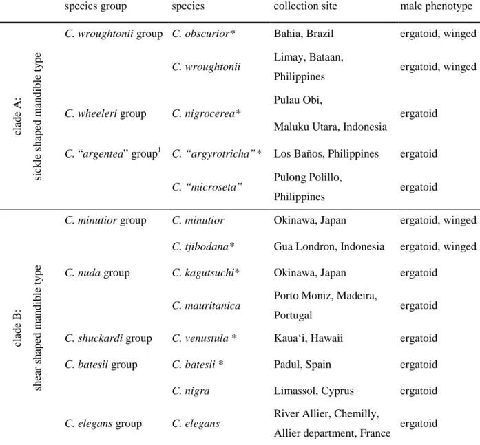 Table 1: Examined species of different species groups, collection sites and occurrence of male  phenotypes