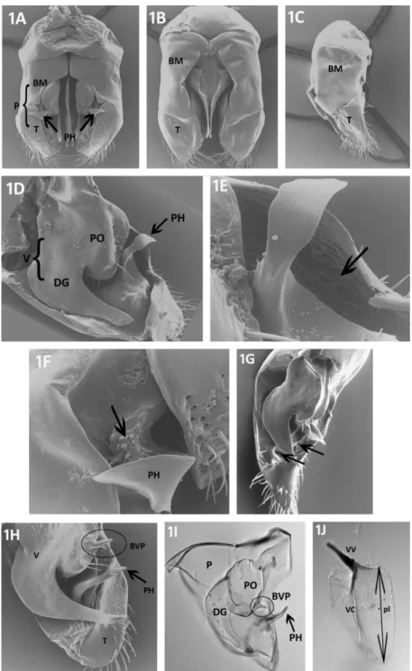 Fig. 1: Male external genitalia of different species of Cardiocondyla. A: C. minutior, ventral  view  (arrows  point  to  the  parameral  hook),  B:  ventral  view,  C