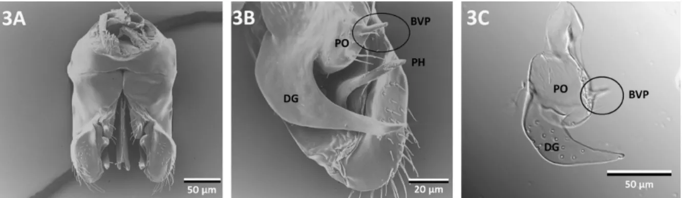 Fig.  3:  C.  “argyrotricha”,  ergatoid  male:  A:  ventral  view  of  male  external  genitalia,  B: 
