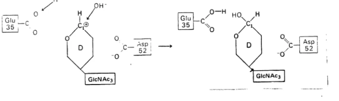 Abbildung 15: 2.Schritt des katalytischen Mechanismus Ablauf der Lyse: