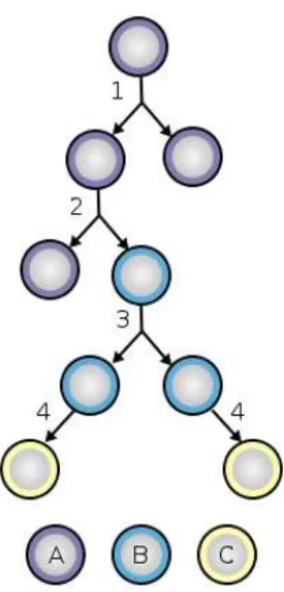Abbildung  2:  Zellteilung  und  Differenzierung  von  Stammzellen.  A  =  Stammzelle;  B  =  Progenitorzelle;  C  =  differenzierte  Zelle;  1  =  symmetrische  Zellteilung;  2  =  asymmetrische  Zellteilung;  3  =  Progenitor-  zellteilung;  4  =  termin