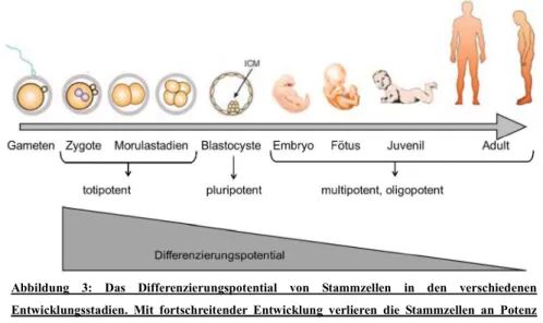 Abbildung  3:  Das  Differenzierungspotential  von  Stammzellen  in  den  verschiedenen  Entwicklungsstadien