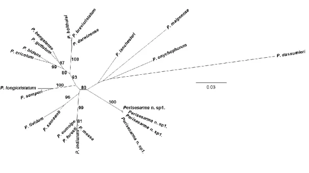 Fig. 3.5. Phylogenetic consensus dendrogram constructed with Maximum Likelihood (ML)  (using the software raxmlGUI) of selected species of  Perisesarma, including Perisesarma n