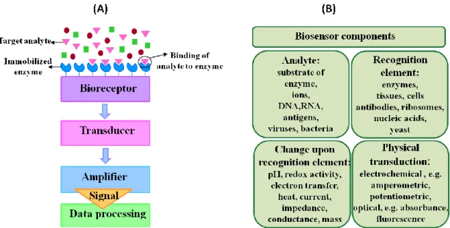 Figure  ‎3.1.  Biosensor  components  :  (A)  Schematics  of  a  biosensor  set-up.  (B)  Examples  for  biosensor  components