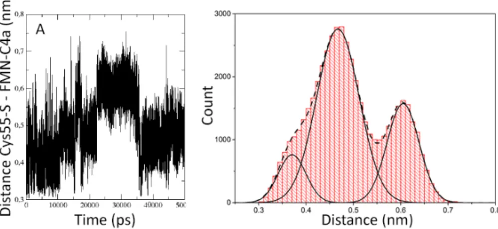 Figure 3.2.5 Distribution of the Cys55 and FMN distances (A) Inter-atomic distances between the Cys55-S and FMN-C4a atoms of unit A in the dark-dark dimer over the simulation time