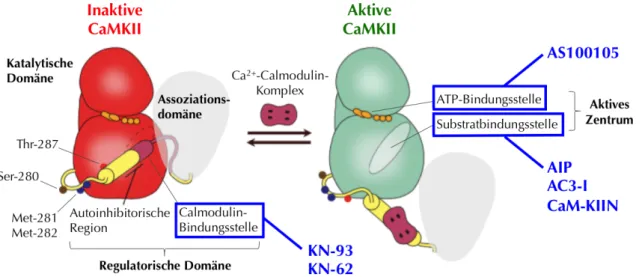 Abbildung 1-4: Angriffspunkte wichtiger CaMKII-Inhibitoren 