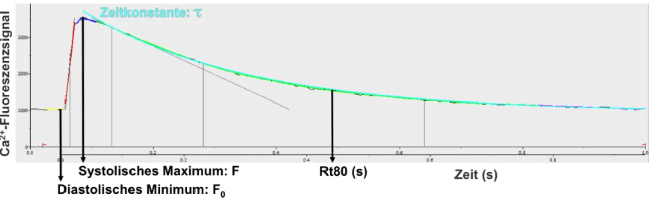 Abbildung 2-5: Ca 2+ -Transienten-Analyse 