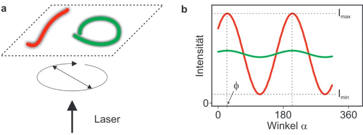 Abbildung 3.4: Anregungsanisotropie organischer Halbleiter: (a) Rotation der linearen Polarisation des Lasers in der Probenoberfläche; (b) Skizzierter Verlauf der Intensität als Funktion des Winkels α der Laserpolarisation für die beiden Beispiele aus (a)