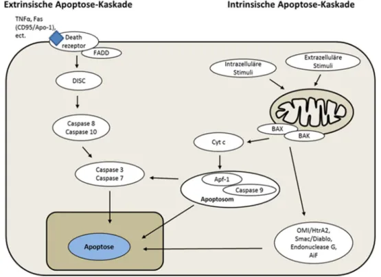 Abbildung 1-3. Vereinfachte Darstellung der mitochondrialen Apoptosekaskade (eigene Darstellung)
