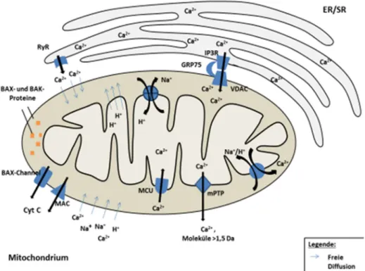 Abbildung 1-4. Schematische Darstellung des Ca 2+ -Ionenstoffwechsels des Mitochondriums (eigene Darstellung)