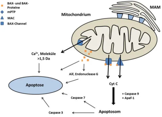 Abbildung 1-5. Vereinfachte, schematische Darstellung der mOMP und des intrinsischen Apoptosewegs (eigene Darstel- Darstel-lung)