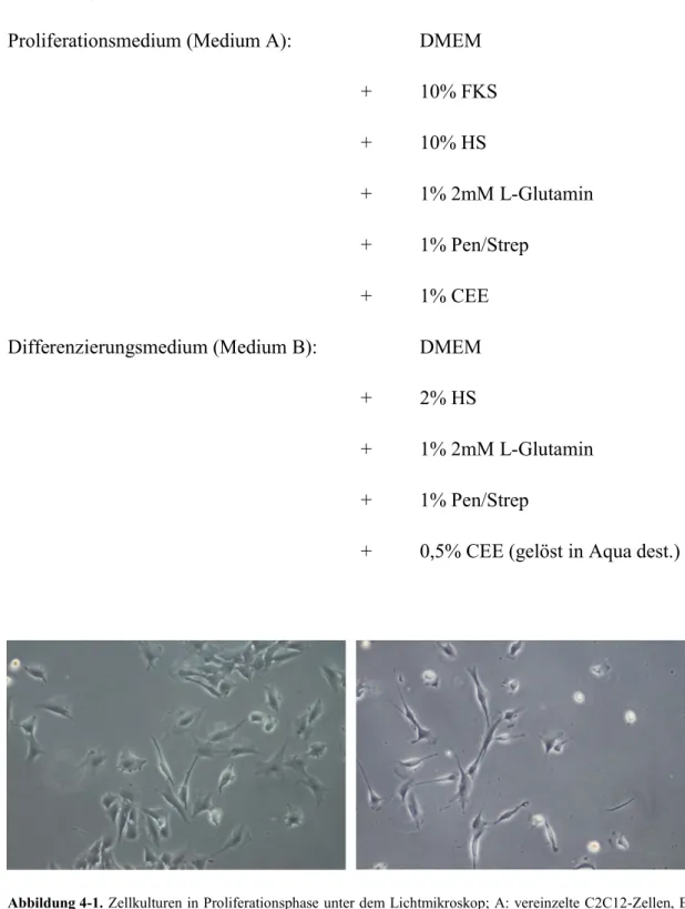 Abbildung 4-1. Zellkulturen in Proliferationsphase unter dem Lichtmikroskop; A: vereinzelte C2C12-Zellen, B: 