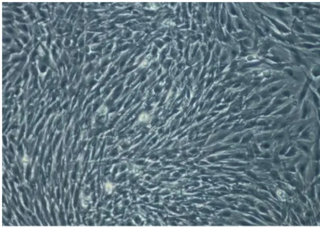 Abbildung 4-2. Konfluente C2C12-Zellen am Tag des Versuchsbeginns (200-fache Vergrößerung)