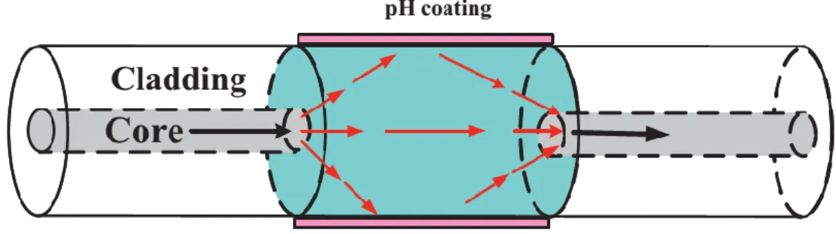 Figure 11  Schematic of a no-core optical fiber with pH coating [121]. 