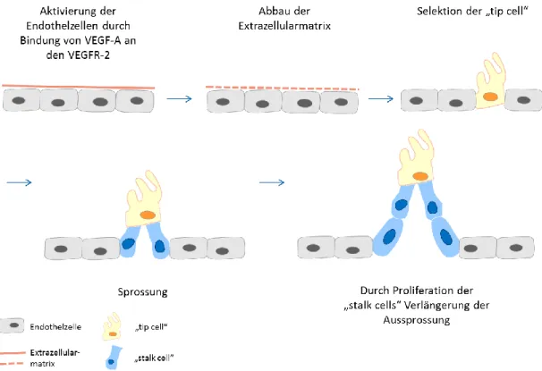 Abbildung  6:  Aktivierung  von  Endothelzellen  und  die  Bildung  der  ersten  Sprossung  aus  einem  bestehenden  Gefäß  (nach  Geudens I