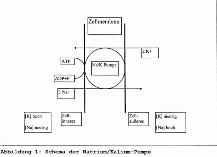 Abbildung 1: Schema der Natrium/Kalium-Pumpe