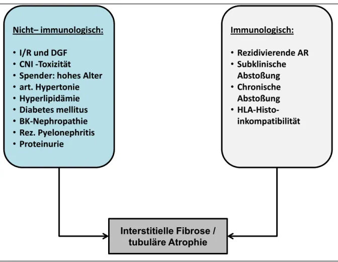Abbildung  14  Immunologische  und  nicht-immunologische  Einflussfaktoren  führen  zu  IF/TA  (nach (30, 77)) 