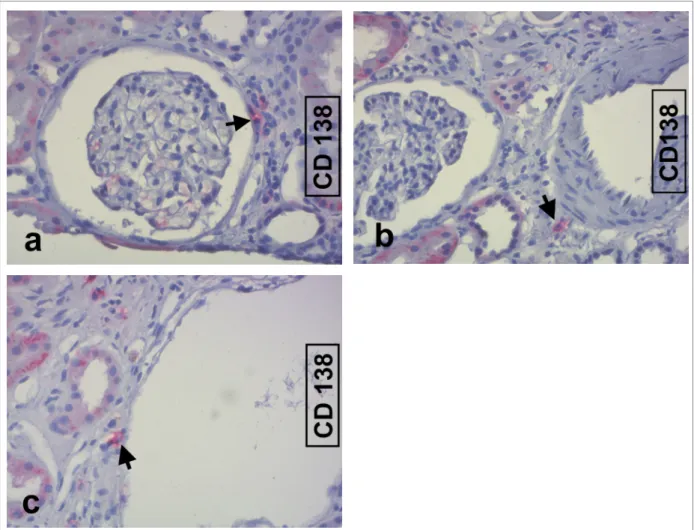 Abbildung 18 Lokalisation CD138-positiver Zellen (►).a am Glomerulum b an einer Arterie c  an einer Vene 