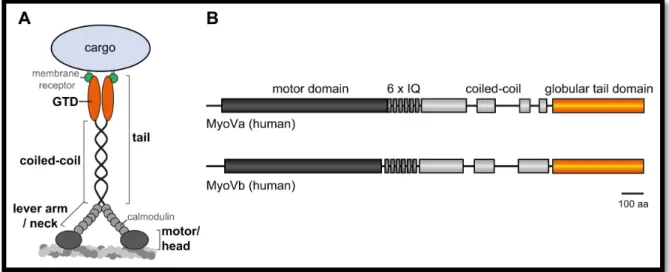 Figure 3 | Structural organisation of class V myosins exemplified by the vertebrate myosin V (MyoV)