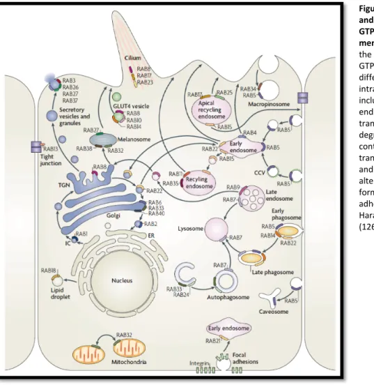 Figure  8  |  Localisation  and function of Rab  GTPases at intracellular  membranes.  Members of  the large family of Rab  GTPases  regulate  different steps of  intracellular trafficking,  including exocytosis,  endocytosis and recycling  transport, path