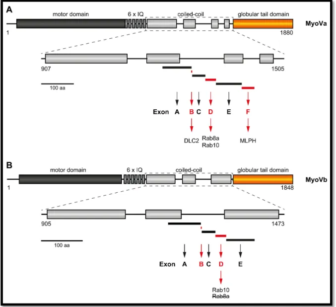 Figure  9  | Schematic representation of  alternatively spliced exons of mammalian MyoVa and MyoVb proteins