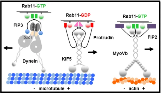 Figure 11 | Rab11 motor protein complexes. Rab11 directly and indirectly forms protein complexes with both microtubule  and actin associated motor proteins depending on its activity state and distinct adaptor proteins