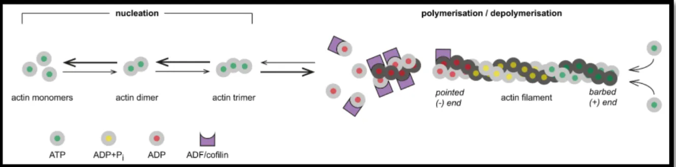 Figure 12 | Principles of actin nucleation, polymerisation and depolymerisation. Spontaneous actin polymerisation from  free actin monomers is inhibited due to the high dissociation constants for small actin oligomers