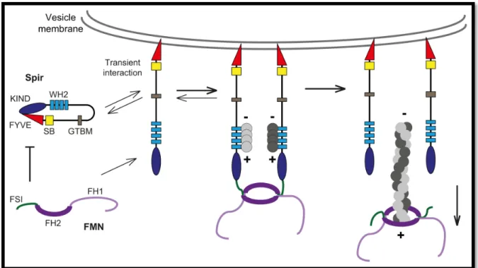 Figure 14 | Model for the Spir/FMN actin nucleator complex at vesicle membranes. Spir proteins are supposed to be back- back-folded in the cytoplasm via the recently discovered KIND/FYVE interaction