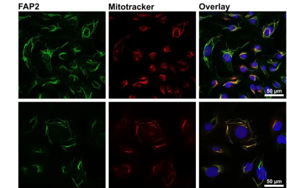 Abbildung 5: Abbaubarkeit von veränderten Mitochondrien in LLC-PK1 MUT1  Zellen 