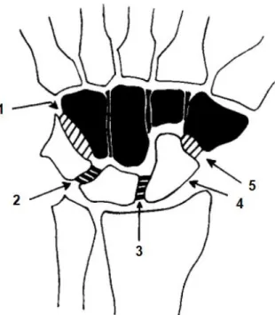 Abbildung 1: Beim Modell nach Lichtman werden die Handwurzelknochen als Ring  betrachtet