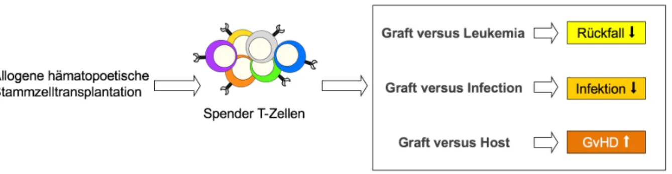 Abbildung 1: Effekte der transfundierten Spender T-Lymphozyten 