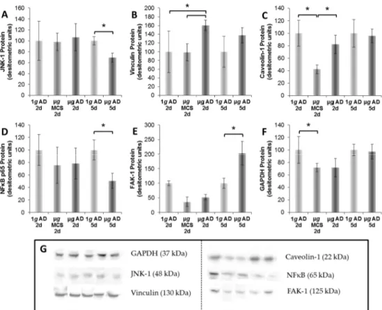 Figure 1. Western blot analyses and densitometric evaluation of FTC-133 cells exposed to culture  conditions 1–5, normalized to the total protein content: (A) The c-Jun N-terminal kinase 1 (JNK-1)  protein was not significantly altered when subconfluent mo