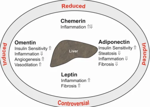 Figure 1. Summary of the hepatic effects of the adipokines adiponectin, leptin, chemerin and  omentin in the liver (inner ellipse)