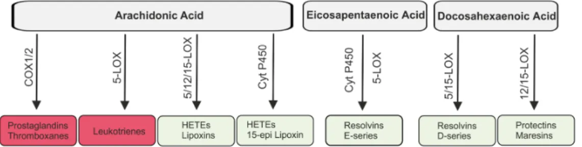 Figure 3. Lipids derived from arachidonic acid, eicosapentaenoic acid and docosahexaenoic acid