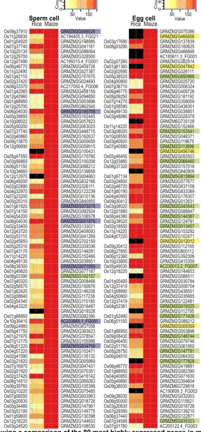 Figure 2. Heatmap showing a comparison of the 80 most highly expressed genes in maize gametes  and their predicted orthologs in the corresponding rice gametes