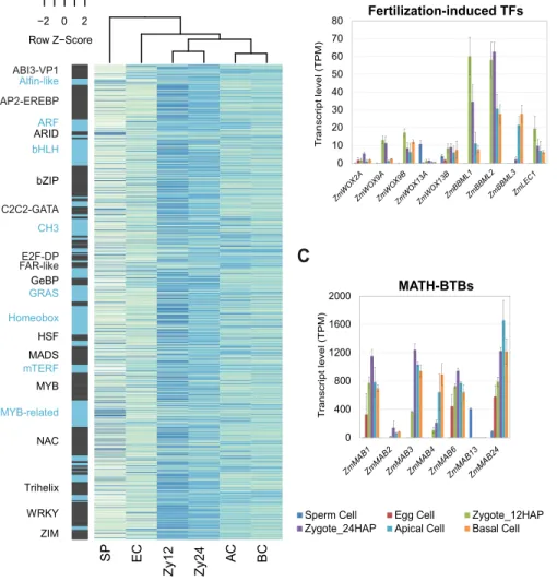 Figure 5. Expression levels of transcription factor (TF) and MAB genes in gametes, zygotes, and  early two-celled pro-embryo cells in maize