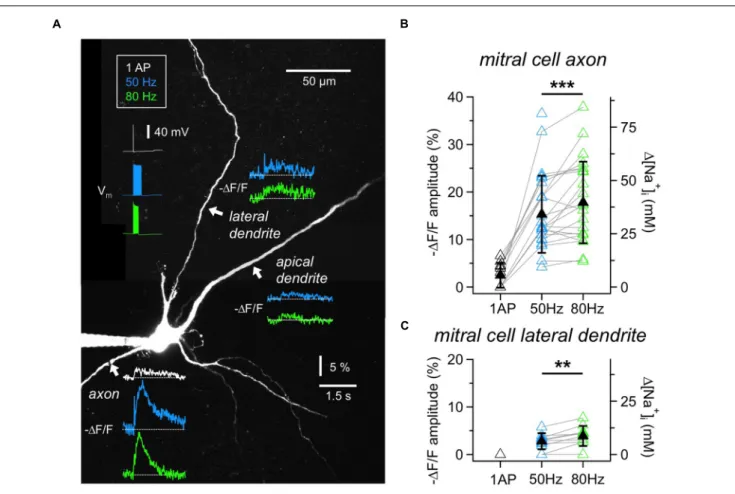 FIGURE 2 | Na + signals in MC axons and dendrites. (A) Two-photon scan of a representative MC filled with 1 mM SBFI