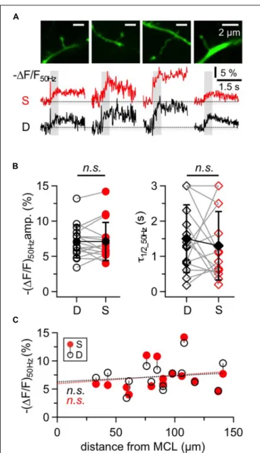 Figure 5A shows representative responses to 50 Hz trains within putative reciprocal GC spines and their adjacent dendritic shafts