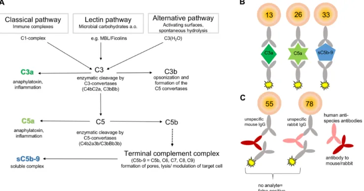 Figure 1: Principle for multiplex-complement activation assay.  (A) The complement system is a part of the innate immunity  and activated by three different pathways: the classical, the lectin, and the alternative pathway