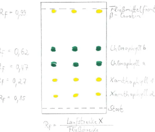 Abb. 4 zei gt da s Ergebnis einer Dünnschichtchromato graphie eine s B l a t t r ohextr akt e s :