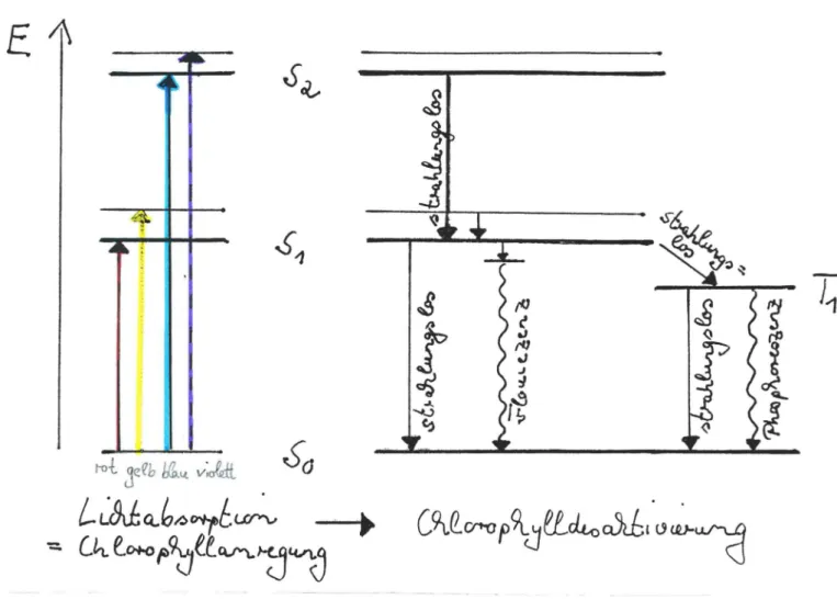 Abb. 11 : C hloro phyll anregung und C hl or ophyl l de s ak t i v i e rung (Jablonski -Diagramm )